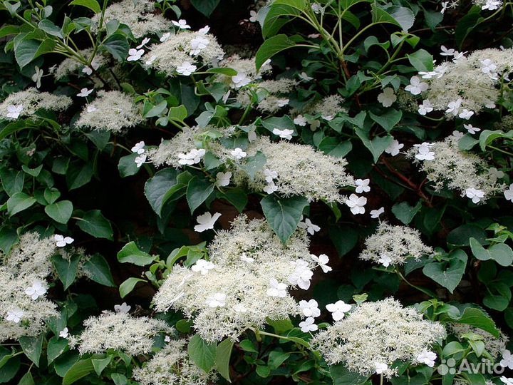 Многолетники