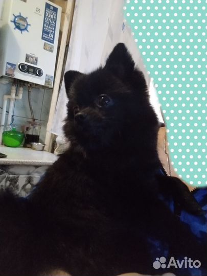 Немецкий шпиц вязка мальчик