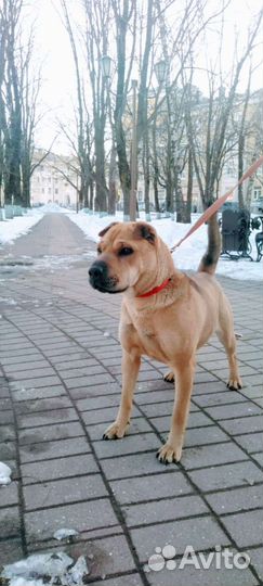 А Л Ь М Априучена к выгулу/охранница/знает команды