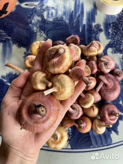 Луковицы гладиолусов микс