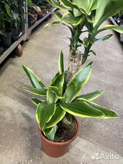 Драцена Фрагранс голден кост 2 ствола