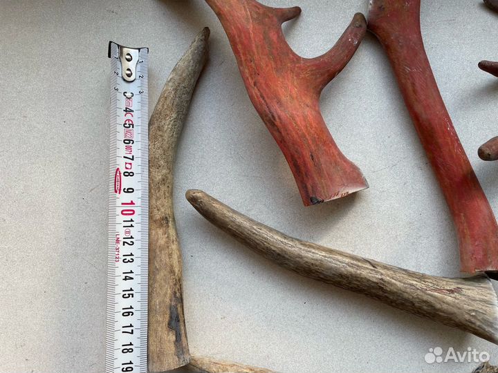 Рога оленя и лося для собак