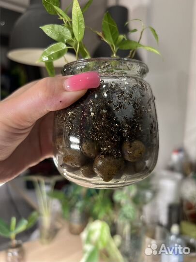 Фикус бенджамина