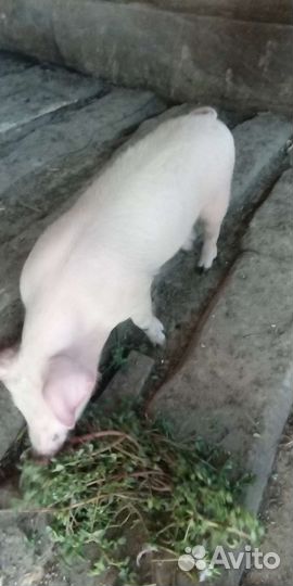 Поросенок ландрас