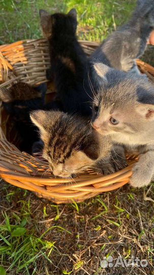 Котенок кошки сибирский табби