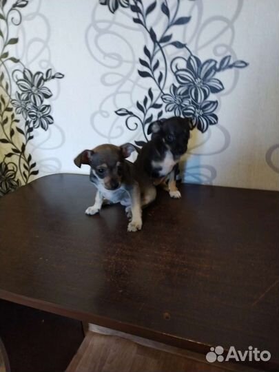 Продам щенка той терьер