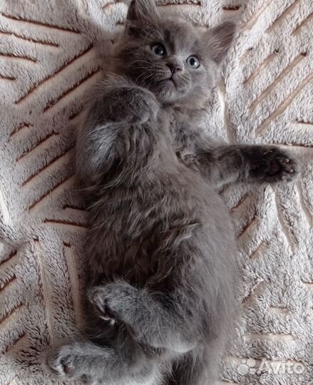 Котята в добрые руки даром