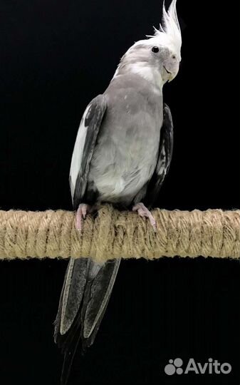 Кореллы безщекие