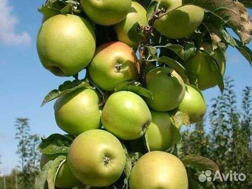 Яблони колоновидные,вишня,черешня