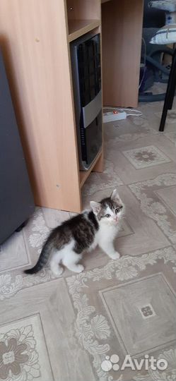 Котенок мальчик бесплатно