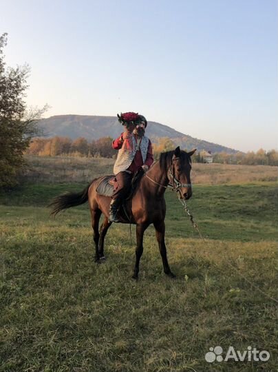 Лошадь