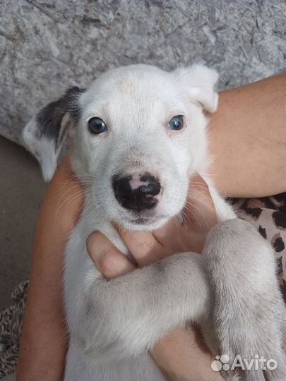 Щенки мальчики