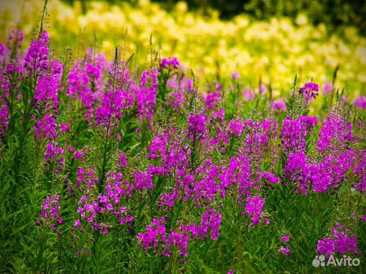 Иван-чай 1 кг кипрей 2О23 насыщенный, по рецепту