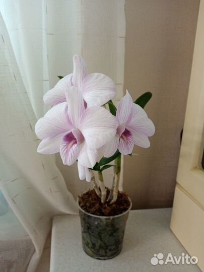 Дендробиумы - фаленопсисы