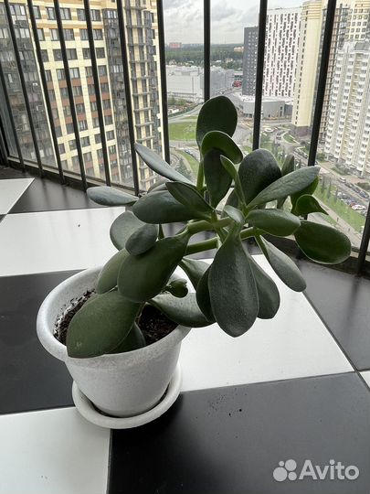 Толстянка, денежное дерево