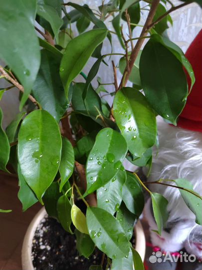 Фикус Бенджамина Неон
