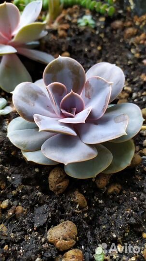 Кактусы и суккуленты