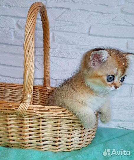 Шотландские котята