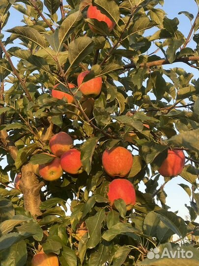 Яблоки оптом