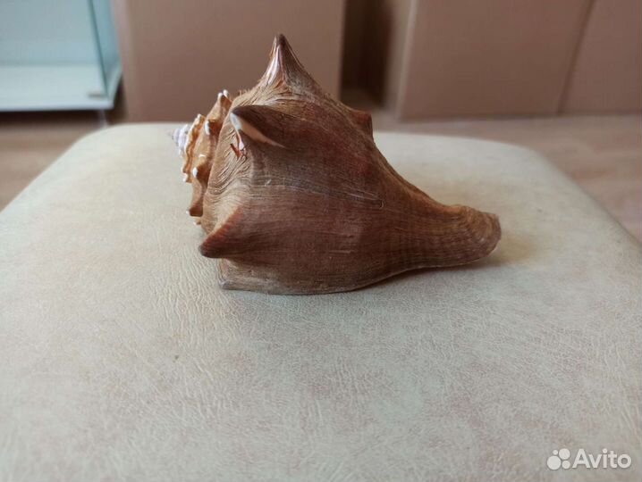 Морская раковина