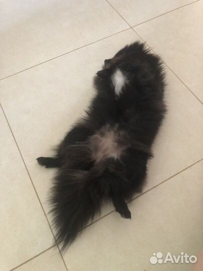 Передержка собак и кошек и не только