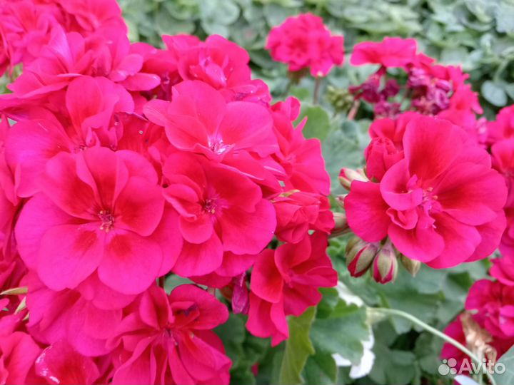 Пеларгония герань
