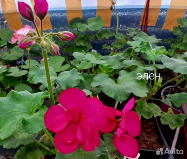 Пеларгония