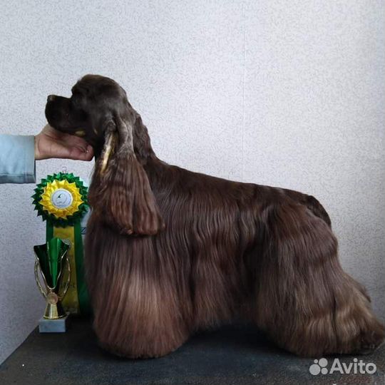 Кокер Спаниель