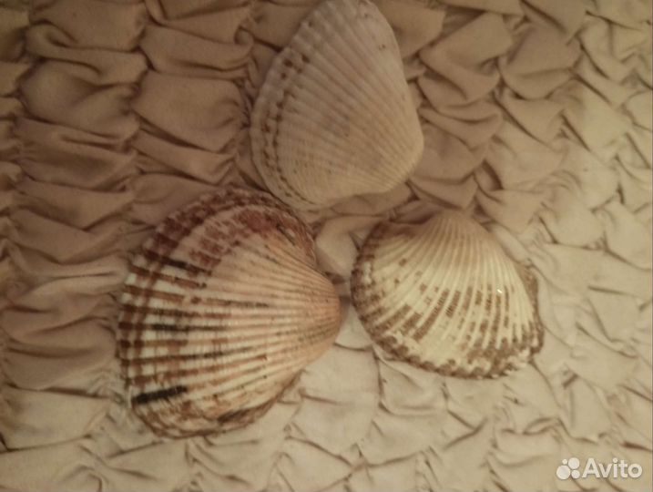 Морские камушки и ракушки