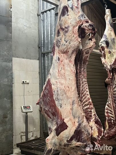 Быки на мясо Халяль