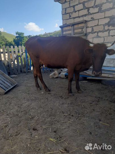 Корова с теленком