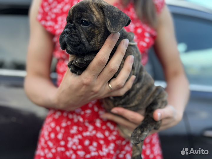 Французский бульдог щенки