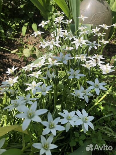 Птицемлечник