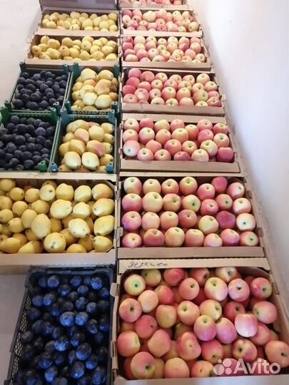 Яблоки домашние флорина. оптом
