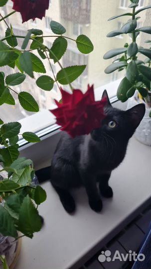 Кошка в добрые руки