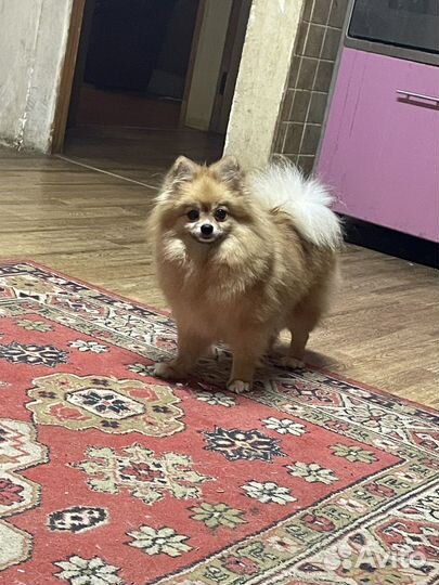 Померанский шпиц