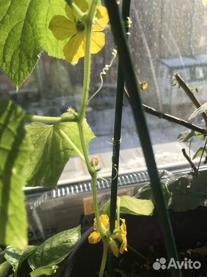 Семена огурцов поштучно