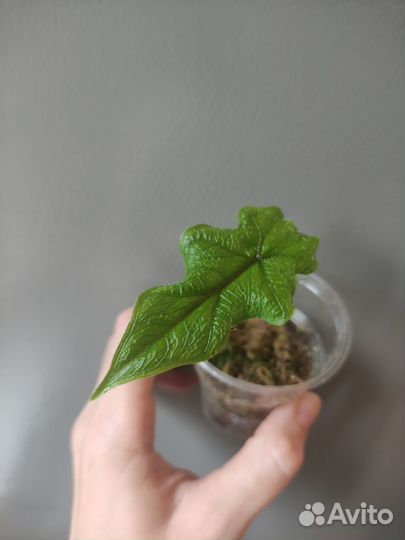 Алоказия Жаклин