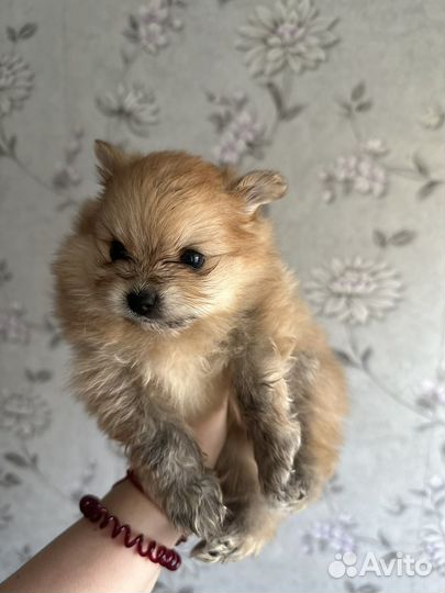 Щенки щпица