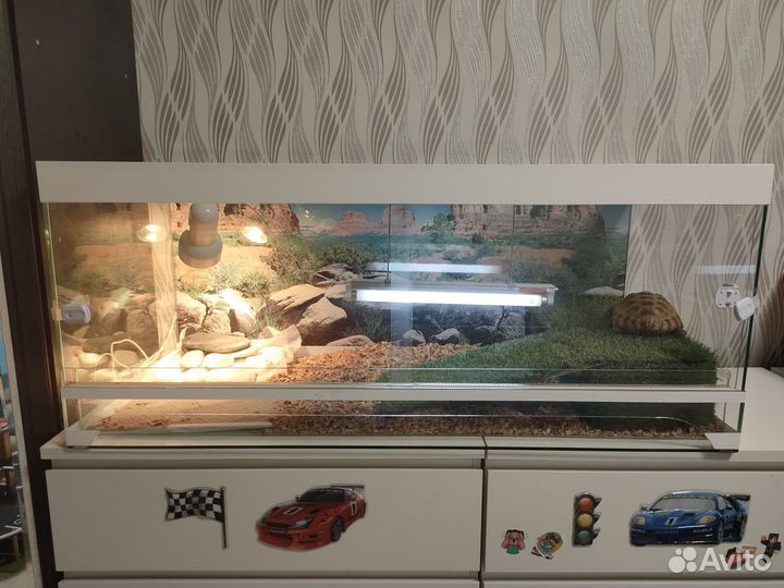 Террариум с черепахой