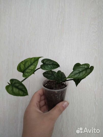 Сциндапсус Эпипремнум