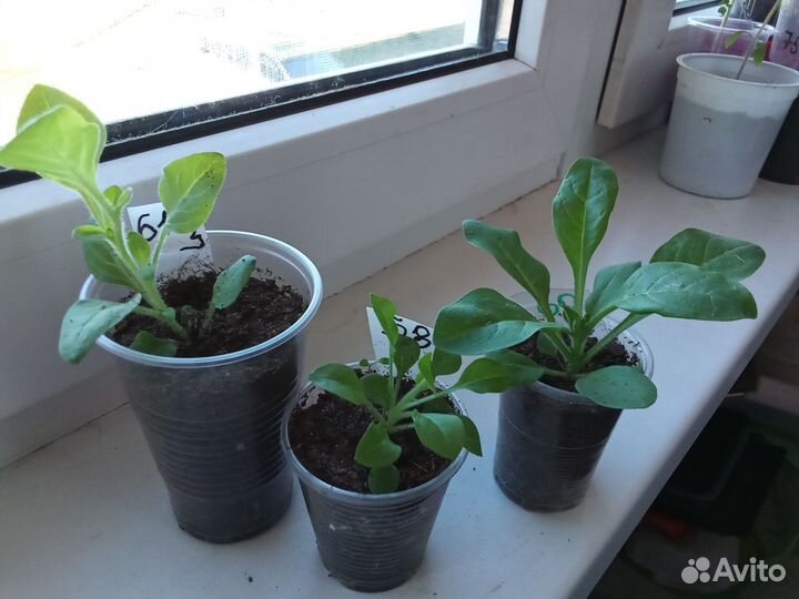 Рассада перцев, петуний, клубники