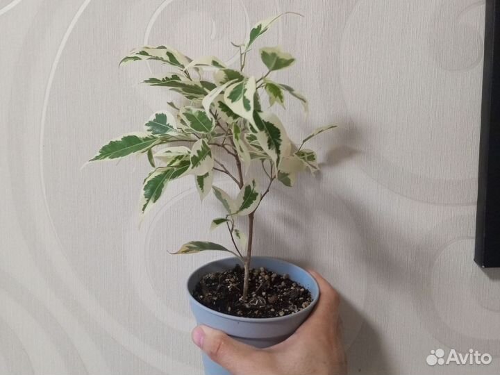 Фикус Бенджамина