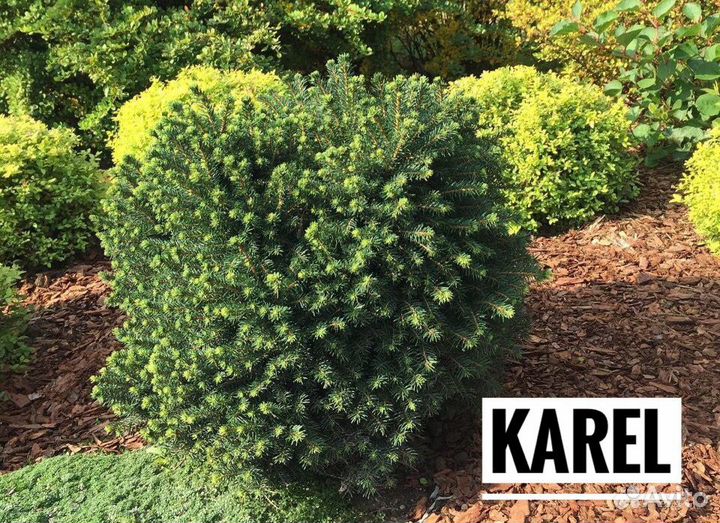 Подушковидные ели