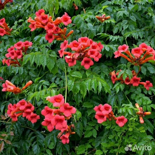 Акация Ленкоранская