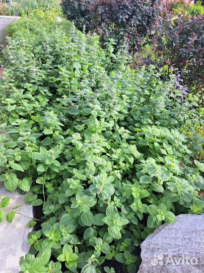 Мята черенки