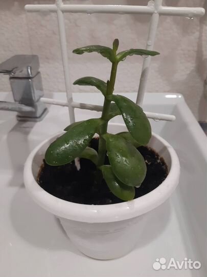 Денежное дерево - толстянка