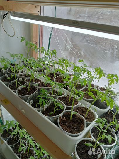 Продам рассаду помидор, перца болгарского, цветы