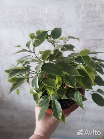 Фикус Бенджамина Кинки