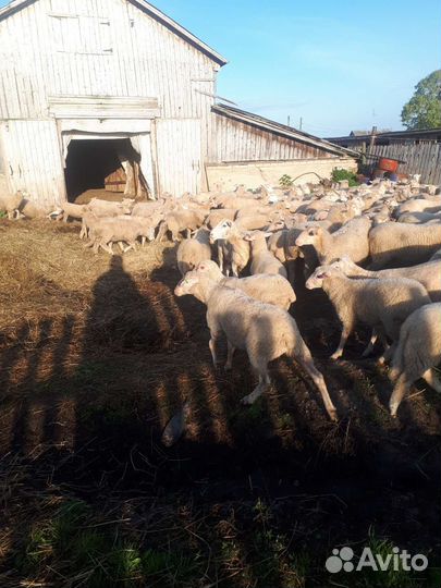 Бараны на курбан,баранина ягнятина